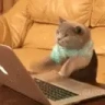 catChat emote