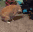 catFlip