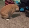 catFlip emote