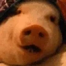 Svin emote