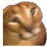 FLOPPA emote