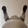 Wigglecat emote