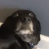 monkaDog emote