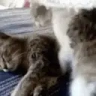 Cuddles emote