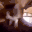 catEXCITE
