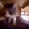 catEXCITE emote