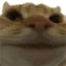 NoNo emote