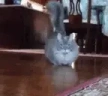 catArrive emote