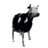 PolishCow emote