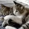 Hug emote