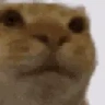 LMAOOO emote