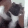 catSmash emote