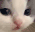 catStare