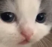catSad emote