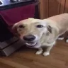 ButterDog emote