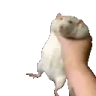 RAT emote