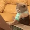 catChat emote