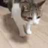 ded emote