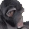 apeJAM emote