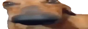 DooooooooogLookingSussyAndCute emote