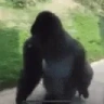 daspinna emote