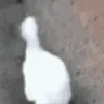 Silly emote