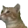 yoshiJAM