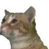 catBop emote