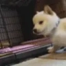 puppyKISS emote