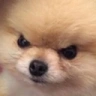 AngeryBOYE emote