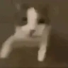 catSlap emote