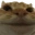 Emote