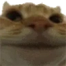 catNope emote