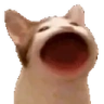 catPop emote