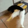 STUCK emote