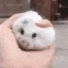 hamsterSquish emote
