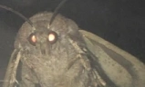Moth emote