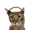 CatJAM emote