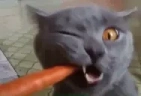 Carrot emote