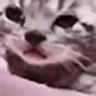 SadCat emote