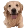 doggoLeave emote
