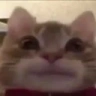 StareChamp emote