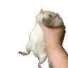 RatShake emote