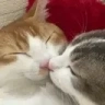 Kiss emote