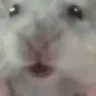 HamsterWut emote
