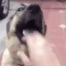 DOG emote