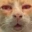 CatNip