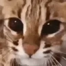 bwaaah emote