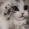HappyCat emote