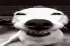 dog emote